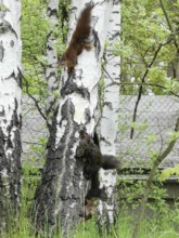 Squirrels (sciurus) climbing along a birch trunk in a wooded area, Thuringian Forest, Germany
