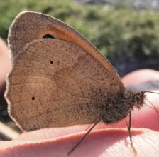 Close-up of a brown butterfly sitting on a human finger shows fine wing structures