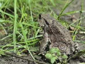 A brown toad (bufo bufo) sits in the grass and looks attentively at its surroundings, Franconian