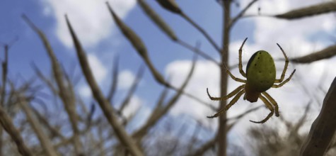 A pumpkin spider (araniella cucurbitina) hangs in its web in front of a cloudy sky, Thuringian
