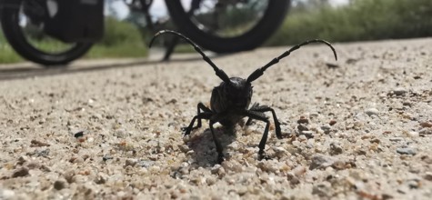 A beetle (Cerambycidae) with long antennae on a sandy road in close-up with a bicycle in the