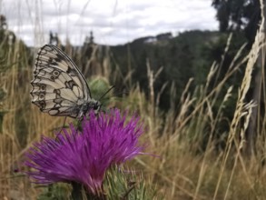 A chequerboard butterfly (Melanargia galathea) sitting on a purple flower in the meadow,
