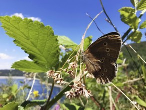 A brown forest bird (aphantopus hyperantus) sitting on a plant in front of a lake, Thuringian