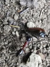 An ant (ant) drags a cockchafer (melolontha) away, Naturpark Frankenwa