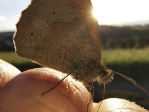 A butterfly, Meadow Brown (maniola jurtina) in sunlight sitting on a finger, Franconian Forest