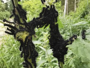 Black caterpillars (eruca) of the peacock butterfly (aglais io) cover the leaves of a plant in a