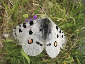 An Apollo butterfly (parnassius apollo) with spotted wings sitting on grass, Franconian Forest