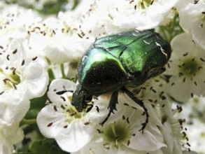A shiny green rose chafer (cetonia aurata) sits on white flowers and eats nectar, Franconian Forest