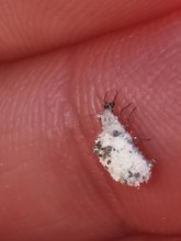 Close-up of a lacewing larva (Chrysopidae) on human skin with fine structure, Franconian Forest