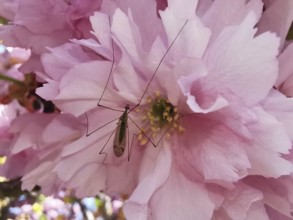 Insect snake (Tipulidae) with long legs on a pink blossom of a Japanese cherry blossom (prunus