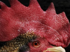 Close-up of a cock's head (gallus) with red crest and feathers, Upper Franconia, Germany