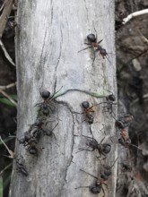 Red Wood Ant (formica rufa) crawling over a tree trunk in a natural environment, Franconian Forest