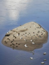A sandbar full of seagulls and other birds in the water with a reflecting sky, Kujawsko-Pomorskie,