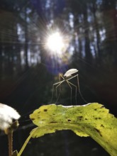 A mosquito (nematocera) sits on a leaf in the forest with sunbeams, Franconian Forest nature park