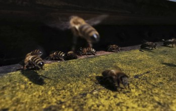 Bees fly around a beehive in dark light, Frankenwald nature park Park