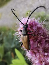 A longhorned beetle (Stictoleptura rubra) sitting on a pink flower (spiraea), surrounded by green