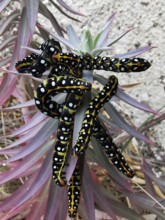 Colourful caterpillars (eruca) of the spurge hawk moth (hyles euphorbiae) with a conspicuous