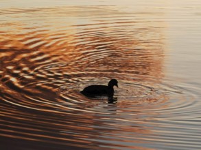 A duck (anatis) swims on a lake with wavy water at sunset in the Weißensee in berlin