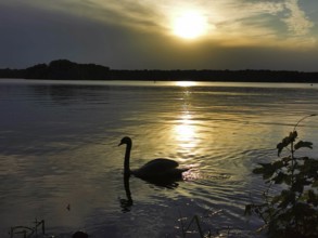 A swan (cygnus) swims on a calm lake at sunset, creating a peaceful atmosphere, Berlin