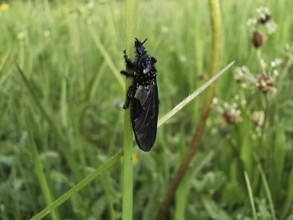 Black insect March fly (bibio marci) clinging to a blade of grass in a dewy environment, Franconian