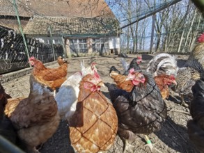 Several chickens (gallus gallus domesticus) running around outdoors on a farmstead, Upper