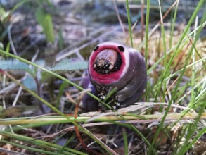 Close-up of a purple caterpillar (eruca) of the puss moth (cerura vinula) with striking colouration