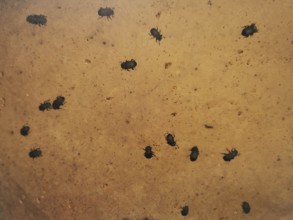 Small black beetles Tinder fungus black beetles (Bolitophagus reticulate bolitophagus) are