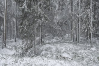 Snowy fir forest, Korpo or Korppo, southwestern archipelago, Finland