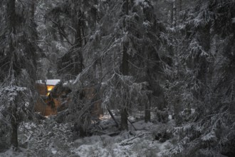 Snowy, dark pine forest in the evening, illuminated small hut, Korpo or Korppo, southwestern