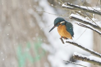 A kingfisher (Alcedo atthis) sits attentively on a snow-covered branch in a quiet winter landscape,