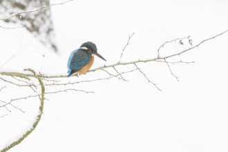 A kingfisher (Alcedo atthis) sitting on a thin branch, surrounded by a wintery snowy landscape,