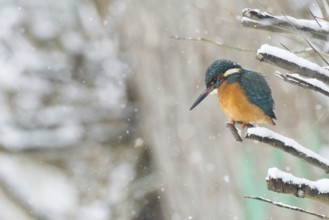 A kingfisher (Alcedo atthis) sitting on a snow-covered branch, surrounded by falling snow, Hesse,