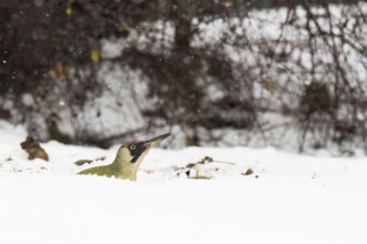 A green woodpecker (Picus viridis) peers out of a blanket of snow, surrounded by winter nature and