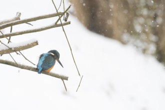 A kingfisher (Alcedo atthis) sits quietly on a snowy branch in a wintry landscape, Hesse, Germany