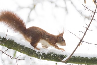 A squirrel (Sciurus vulgaris) running across a snow-covered branch in a wintry environment, Hesse,
