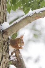 A squirrel (Sciurus vulgaris) sitting on a tree trunk, eating a nut, winter environment, Hesse,