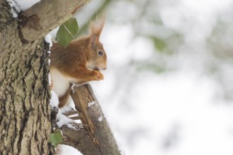 A squirrel (Sciurus vulgaris) sitting on a tree trunk, eating a nut, winter environment, Hesse,