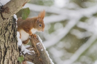 A squirrel (Sciurus vulgaris) sitting on a snow-covered tree in a wintry forest, Hesse, Germany