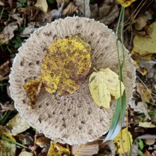 Close-up of a Parasol mushroom (Macrolepiota procera) with autumn leaves in the forest, Rennsteig,