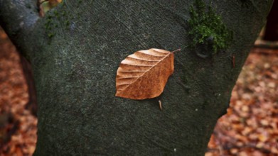 Brown leaf on green mossy tree trunk in autumn, Hainich National Park, Germany