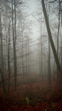 A mystical, foggy forest with tall trees and red autumn leaves, Thuringian Forest