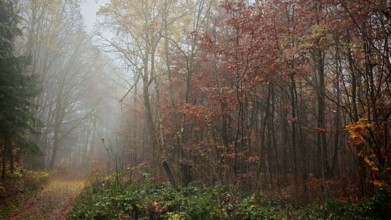 A foggy autumn forest with colorful leaves and a narrow path, Thuringian Forest