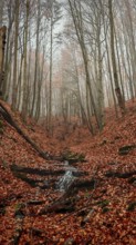 A foggy autumn forest with fallen leaves and a small stream, Thuringian Forest