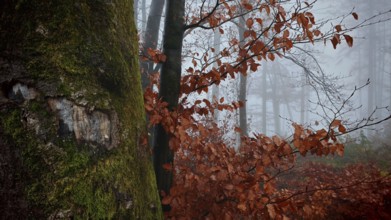 Close-up of a tree trunk with moss and red autumn leaves in fog, Thuringian Forest