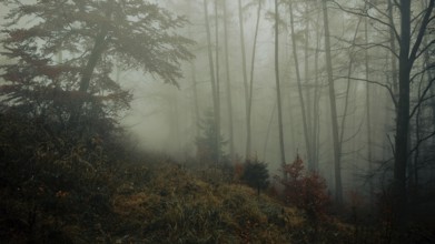 A calming, foggy forest with shady trees in autumn colors, Thuringian Forest