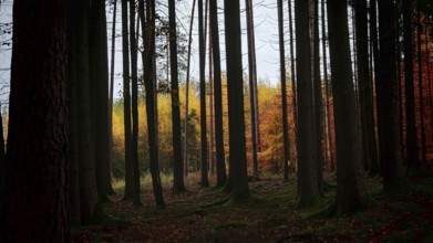 Dark dense forest with a light strip of colorful leaves, Hainich National Park, Germany