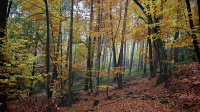 Autumn forest with yellow-green leaves and soft light, Hainich National Park, Germany