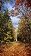 Leafy trail through an autumnal forest under a blue sky, Frankenwald nature park Park, Germany