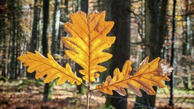 Triple orange oak leaf in sun-drenched forest, Franconian Forest nature park Park