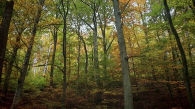 Colourful mix of trees with autumn leaves in the forest, which exude liveliness and warmth of the